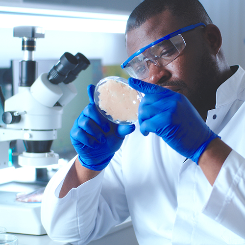 Scientist in Lab analyzes cell culture on microscope slide.