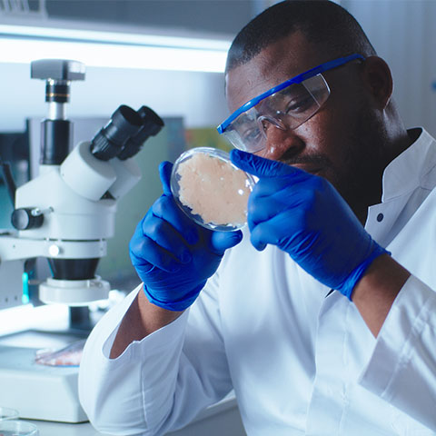 Wissenschaftler im Labor analysiert Zellkultur auf Objektträger.