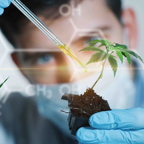 Ein Wissenschaftler besprüht eine Pflanze mit einer Pipette.